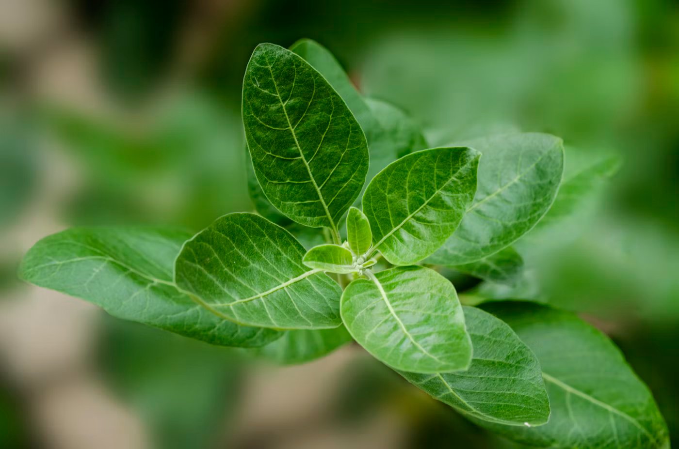 Ayurveda Retreat